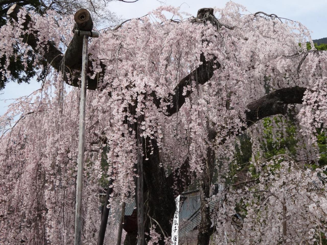 Ryokan Tanakaya Minobu Exterior foto